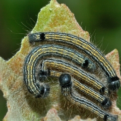 Malacosoma neustria